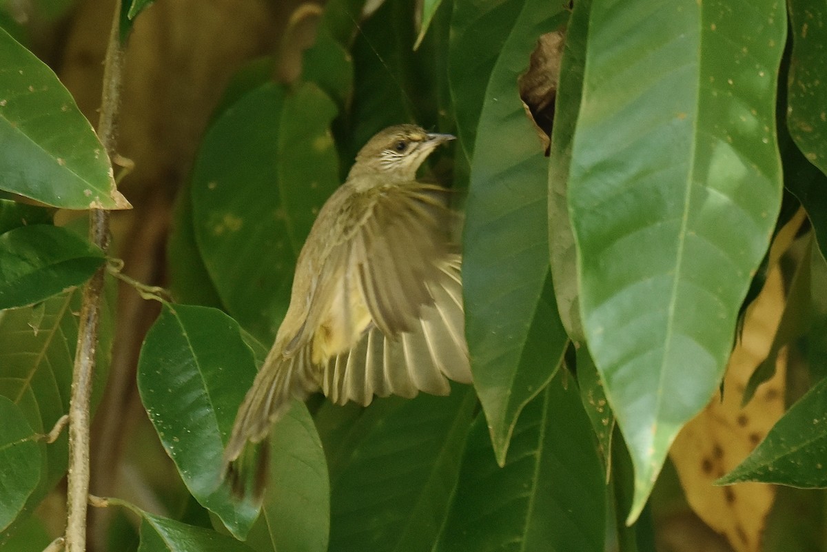 Streak-eared Bulbul - ML638190493