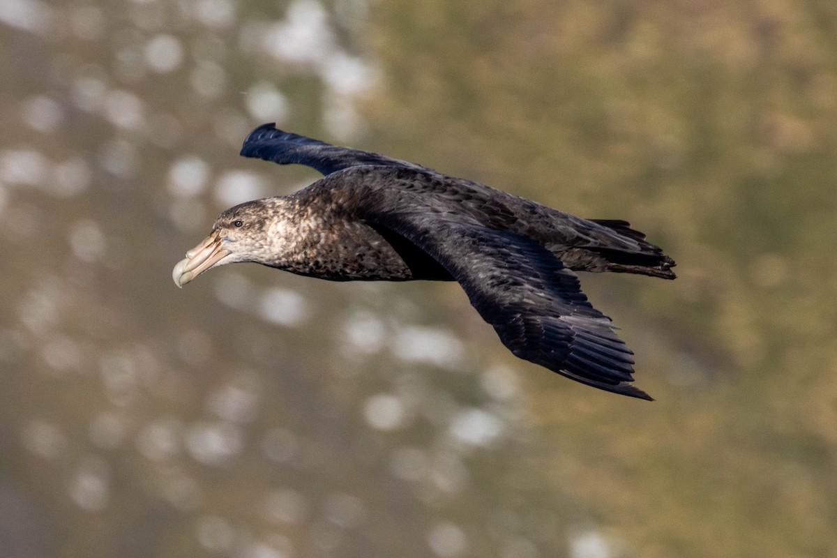 Southern Giant-Petrel - ML638190509