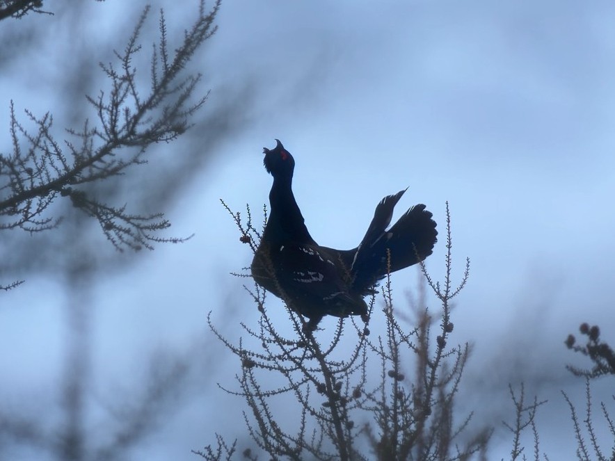 Black-billed Capercaillie - ML638190517