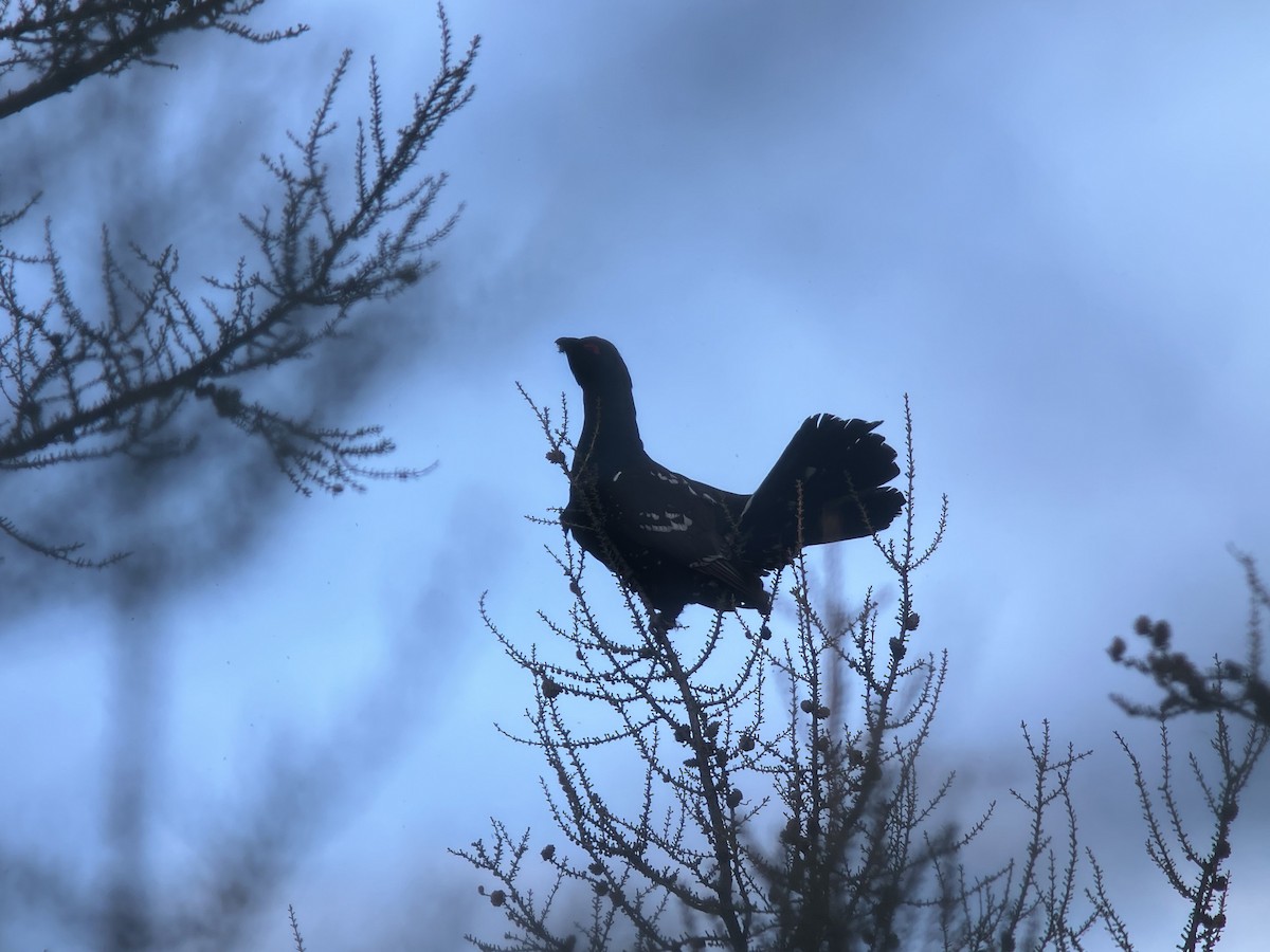 Black-billed Capercaillie - ML638190523