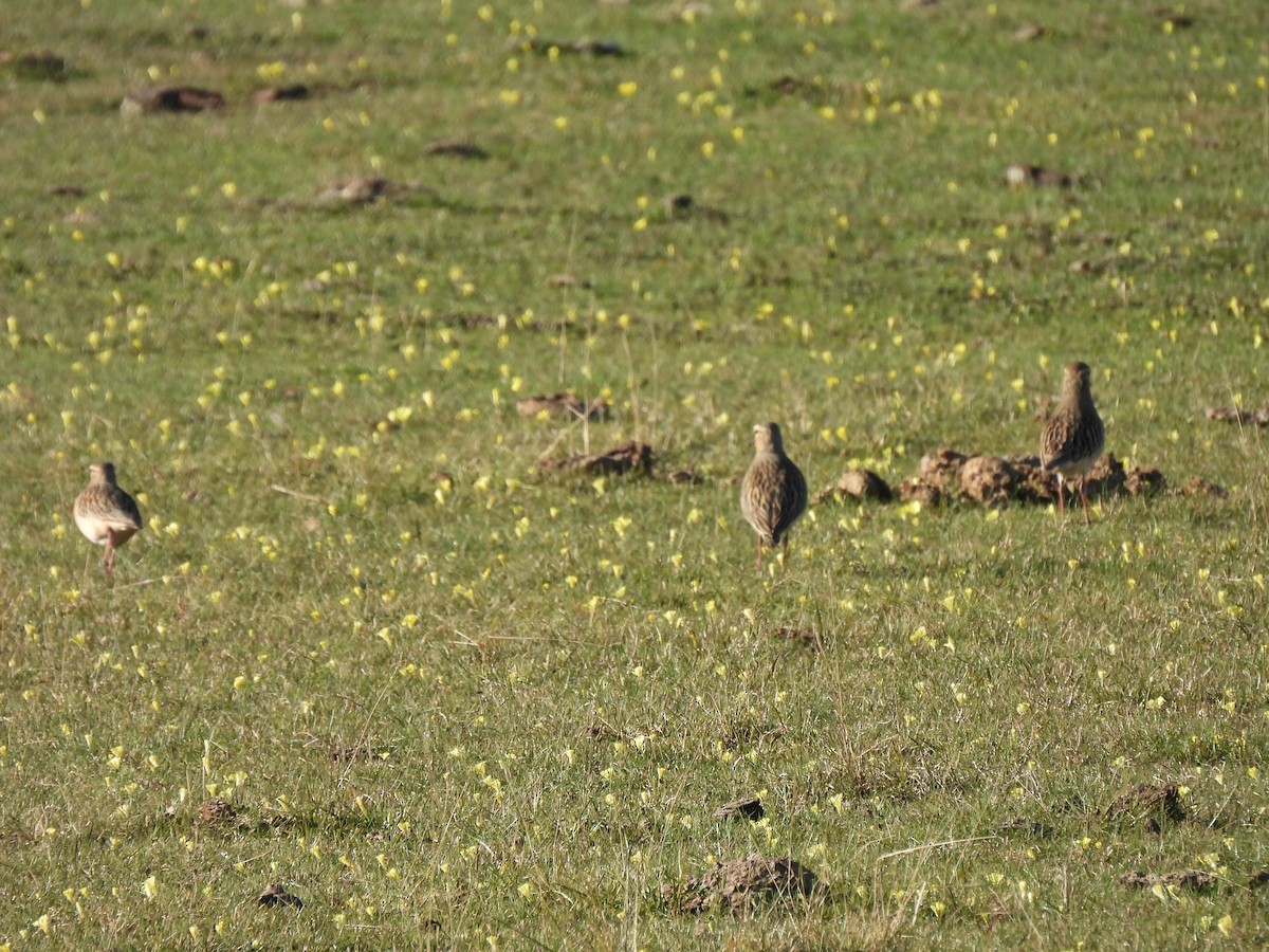 Tawny-throated Dotterel - ML638190524