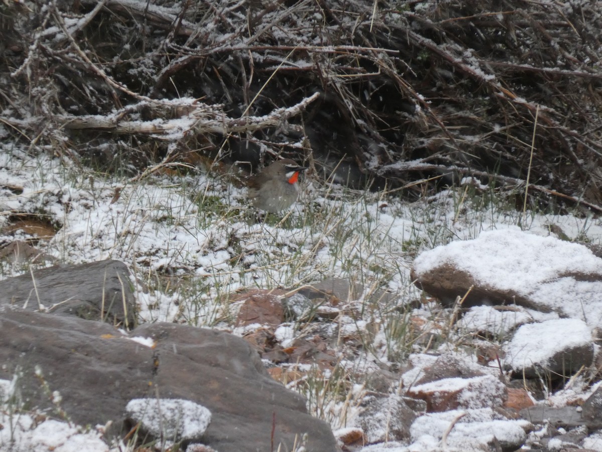 Siberian Rubythroat - ML638190533