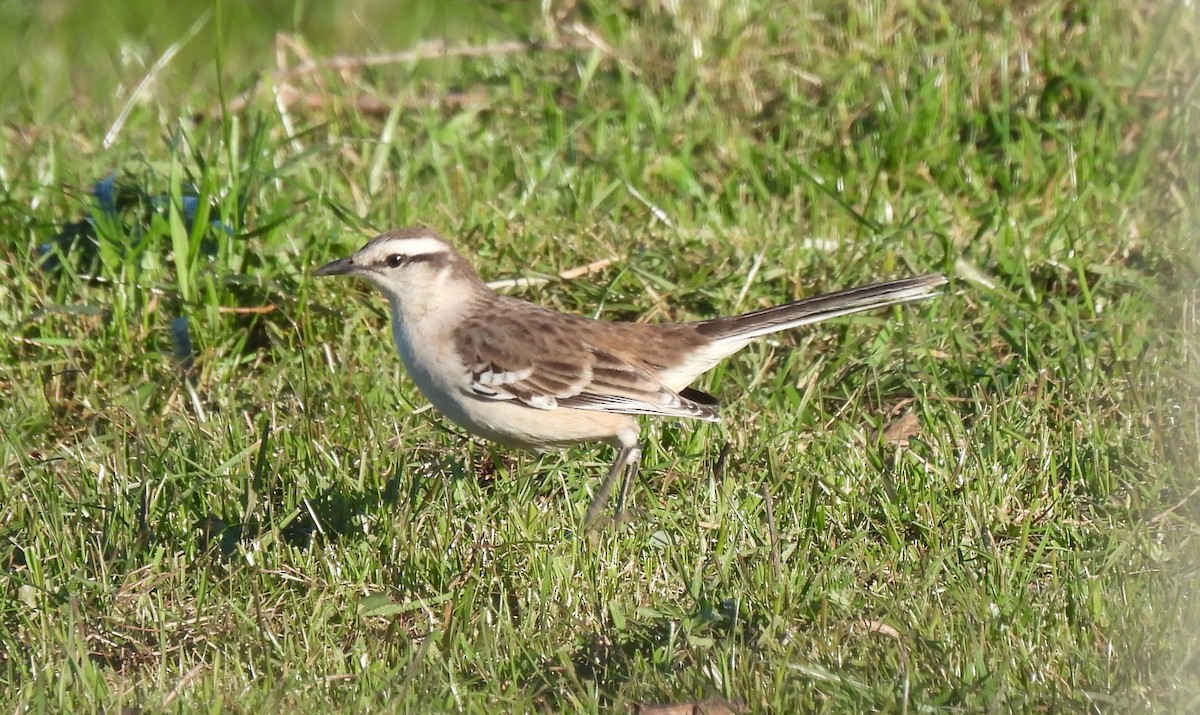 Chalk-browed Mockingbird - ML638190560