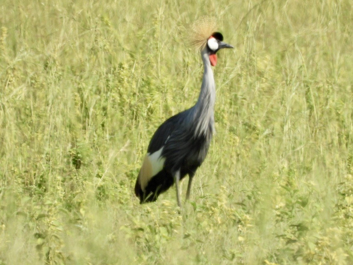 Gray Crowned-Crane - ML638190577