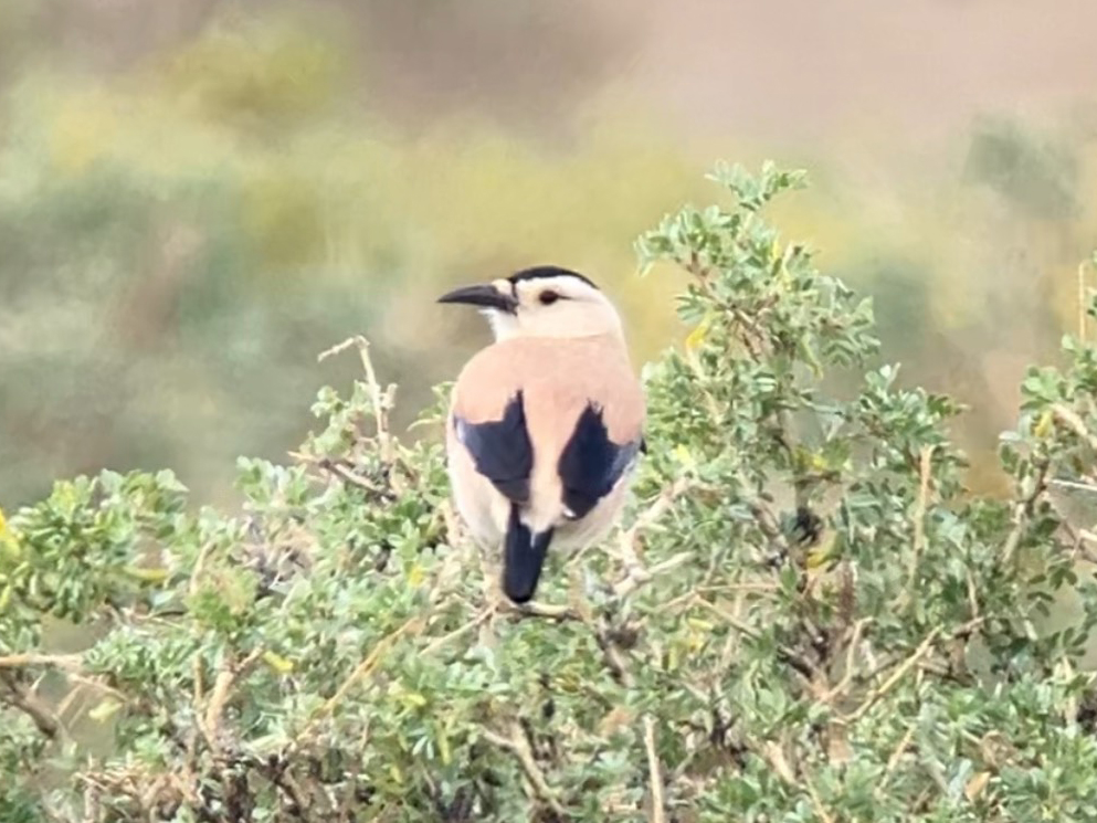 Mongolian Ground-Jay - ML638190604