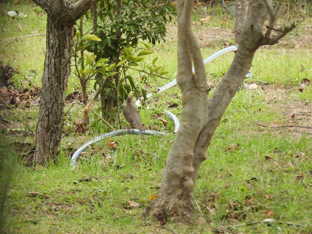 Creamy-bellied Thrush - ML638190624