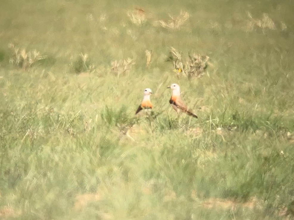 Oriental Plover - ML638190647