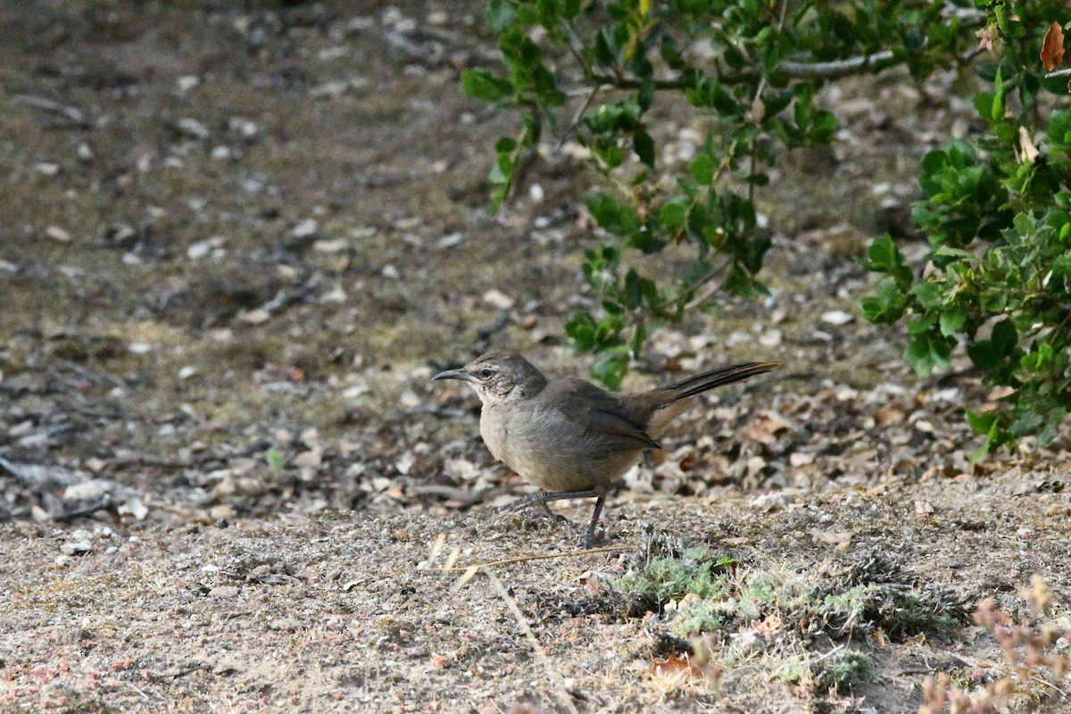 California Thrasher - ML638190657