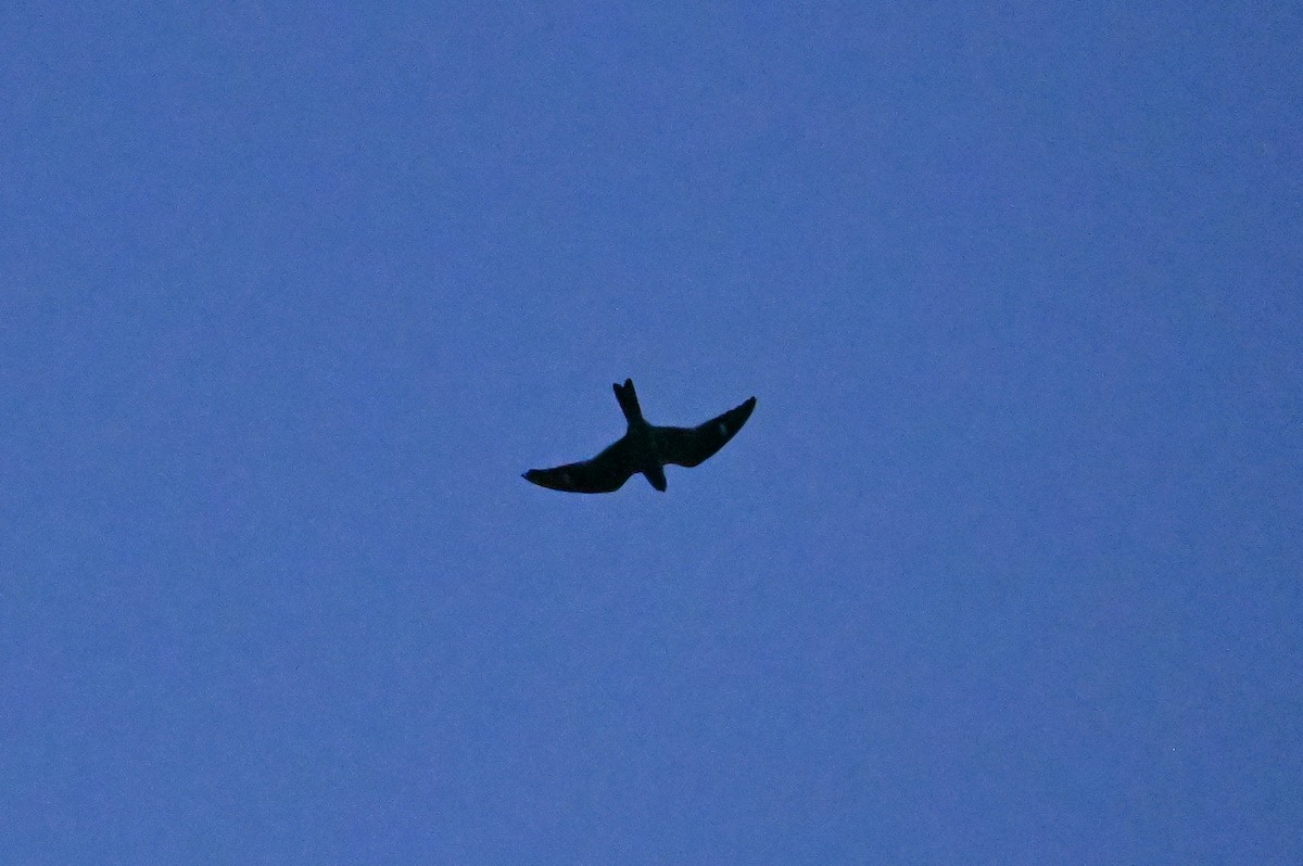 Common Nighthawk - ML638190659