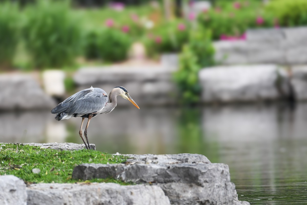 Great Blue Heron - ML638190683