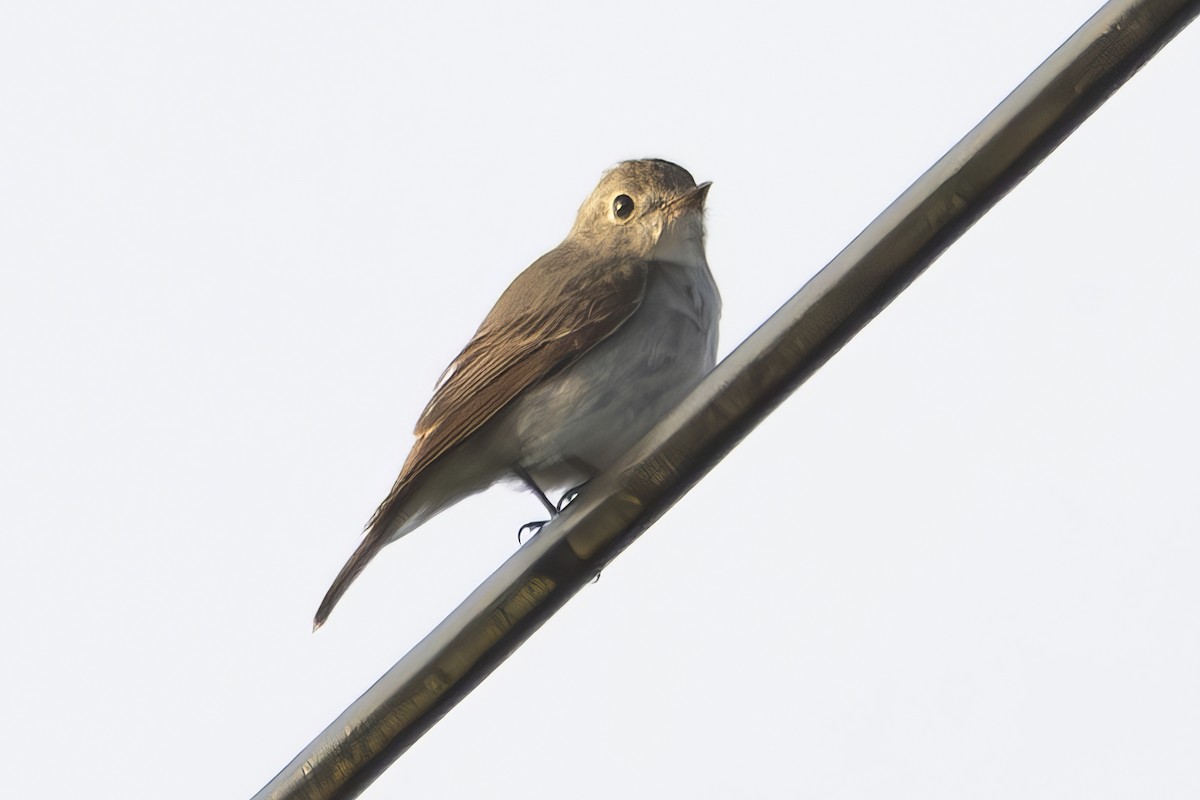 Ryukyu Flycatcher - ML638190816