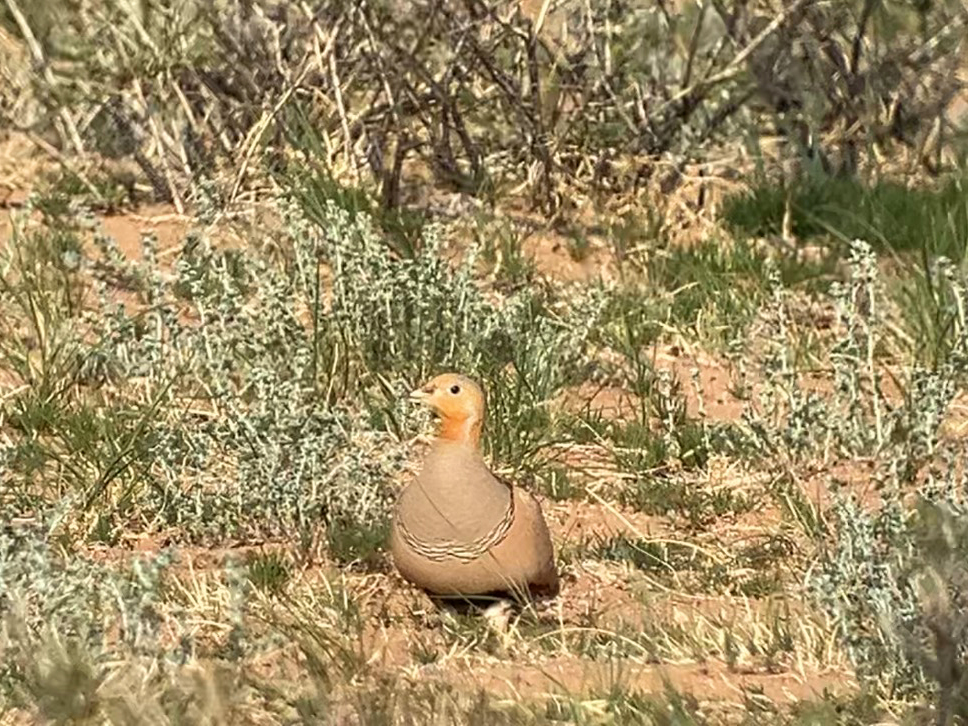 Pallas's Sandgrouse - ML638190921