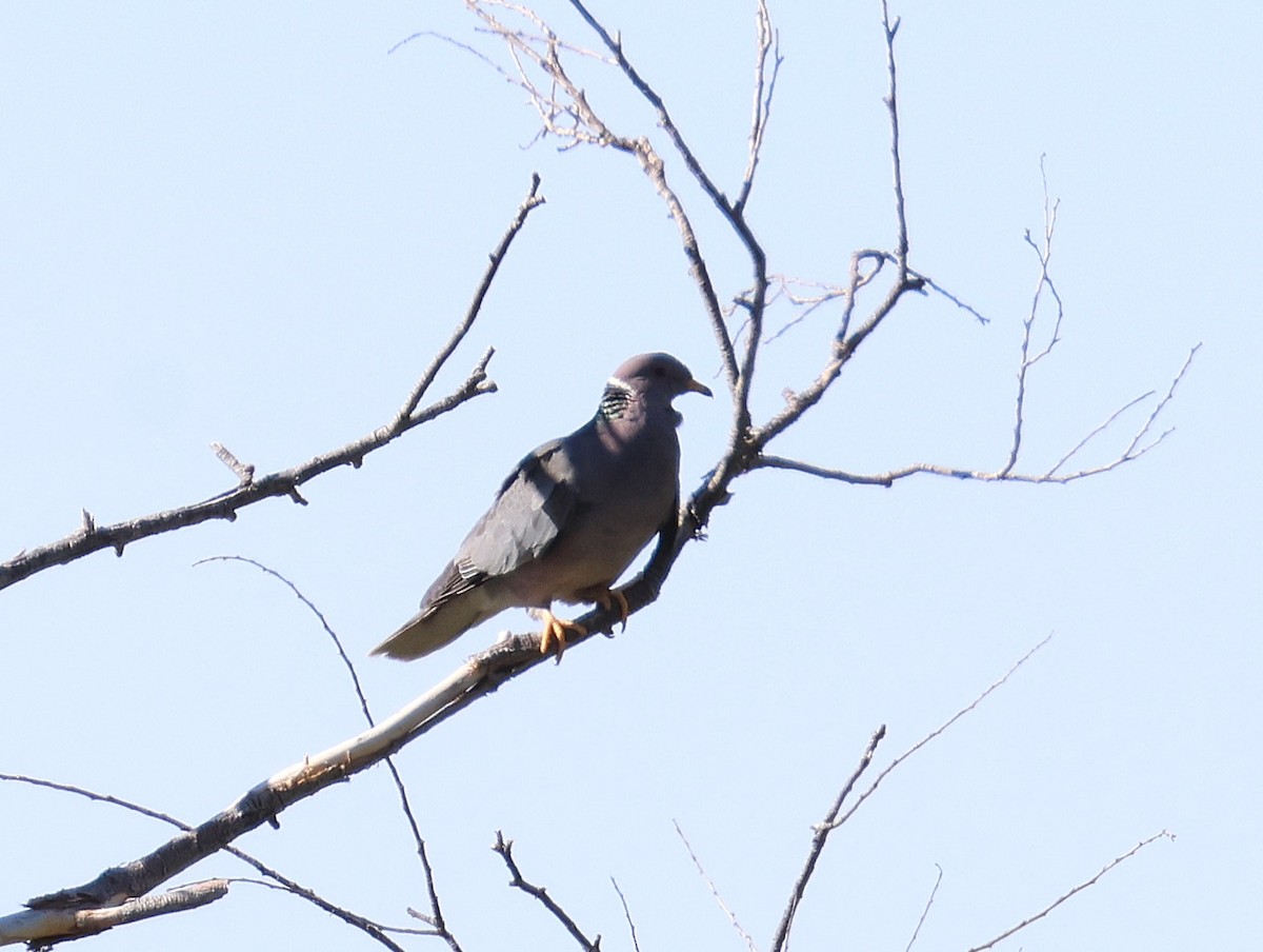 Band-tailed Pigeon - ML638190923