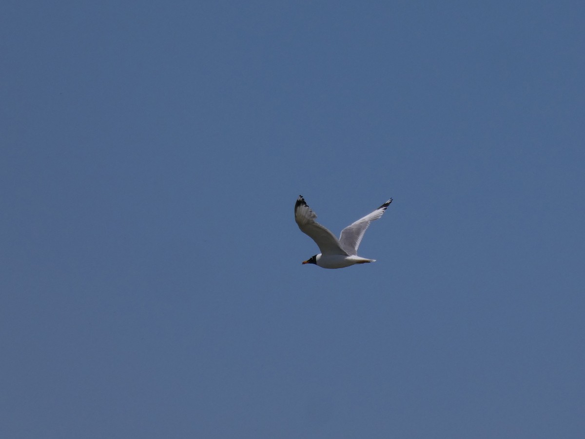 Pallas's Gull - ML638190960