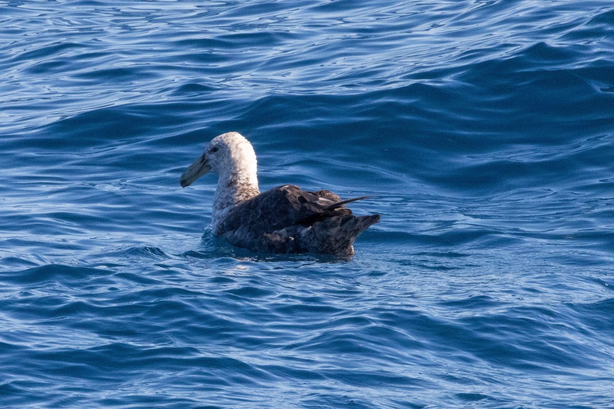 Southern Giant-Petrel - ML638190966
