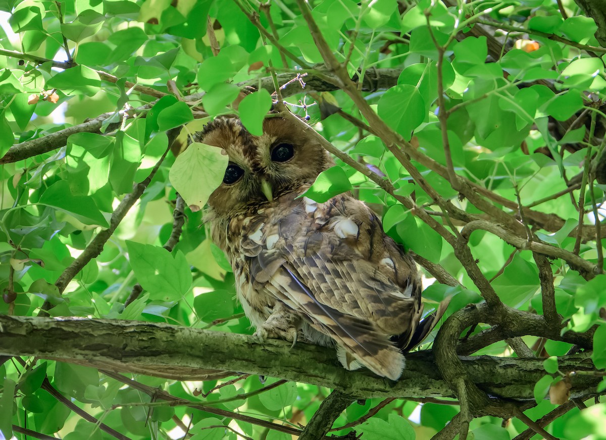 Tawny Owl - ML638190996
