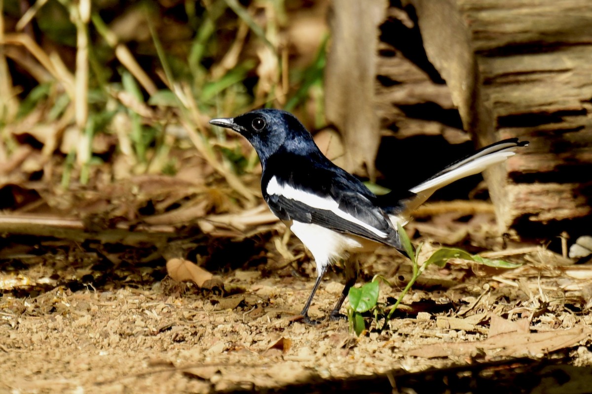 Oriental Magpie-Robin - ML638191000