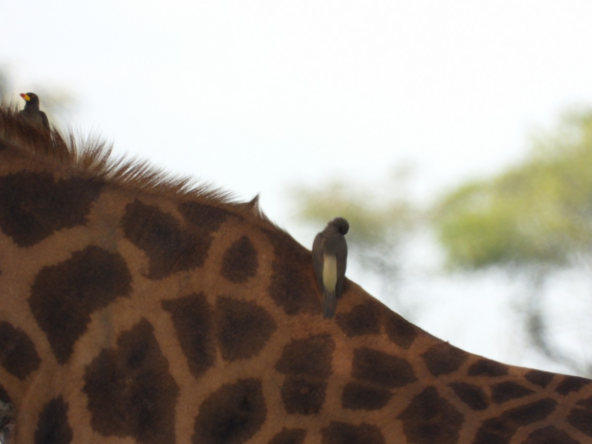 Yellow-billed Oxpecker - ML638191006