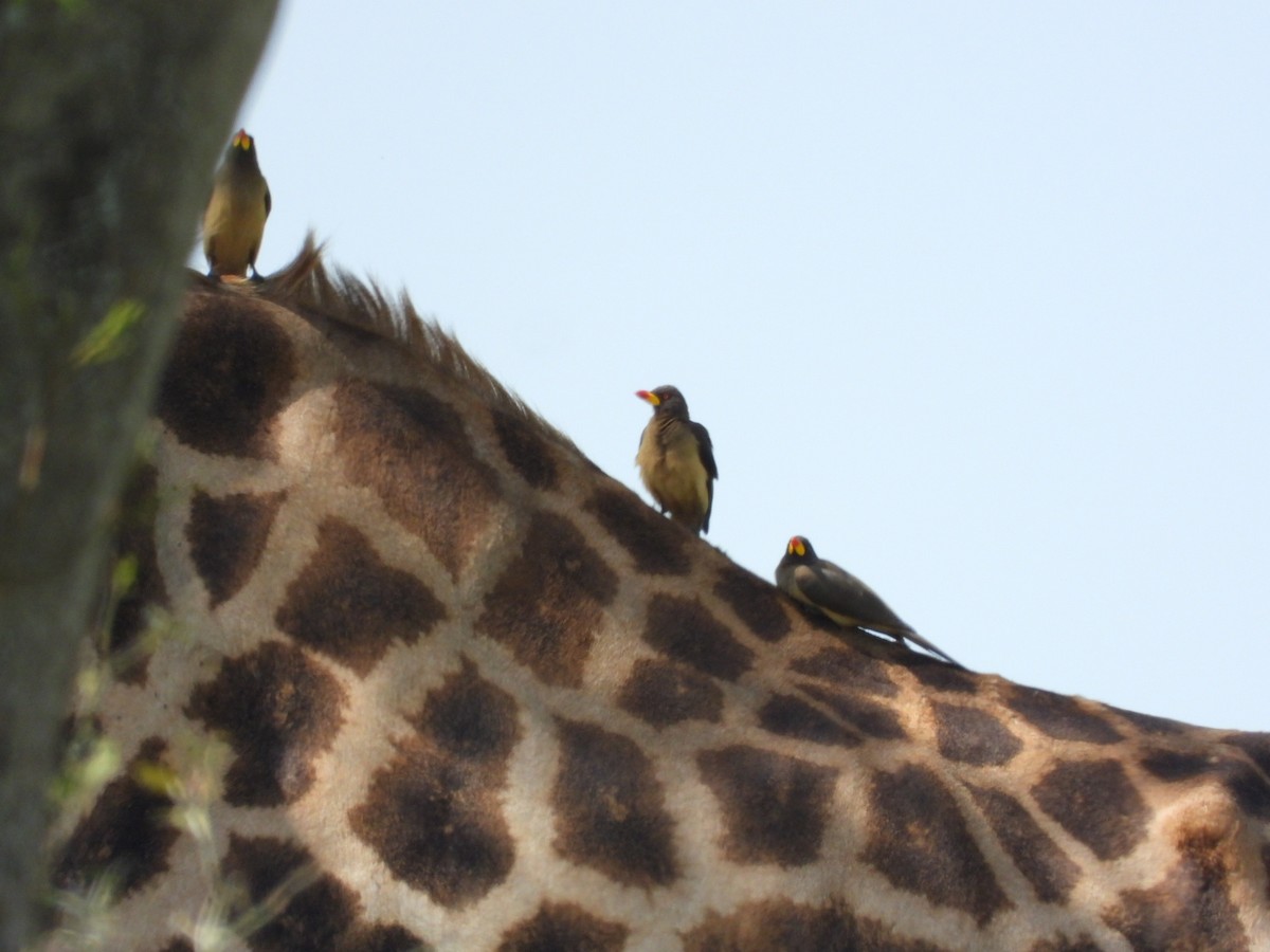Yellow-billed Oxpecker - ML638191007