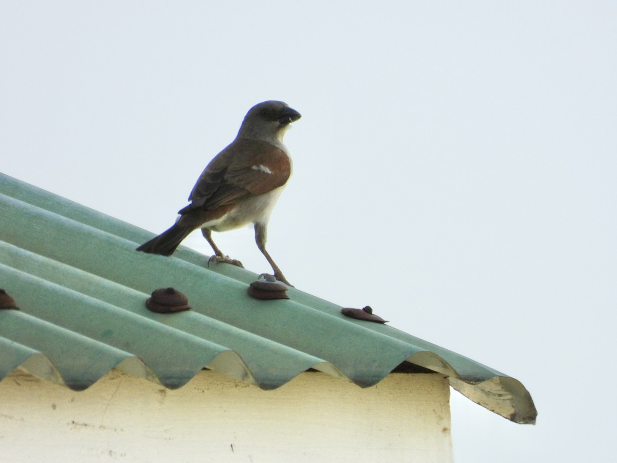 Northern Gray-headed Sparrow - ML638191015