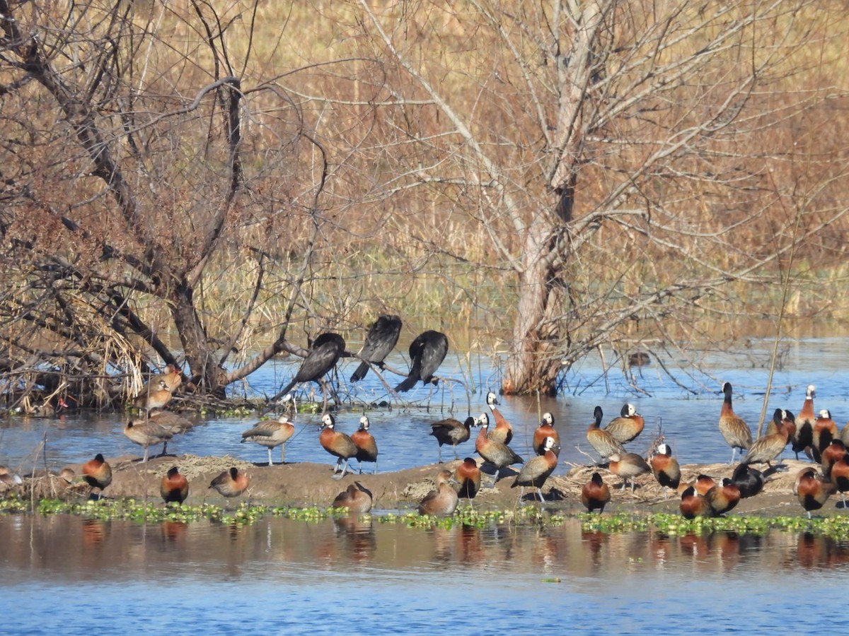 White-faced Whistling-Duck - ML638191021