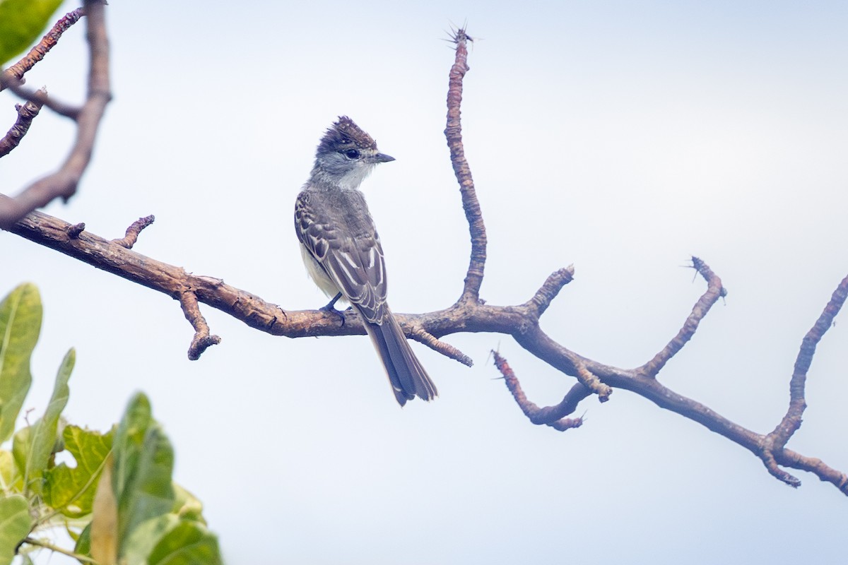 White-naped Xenopsaris - ML638191024