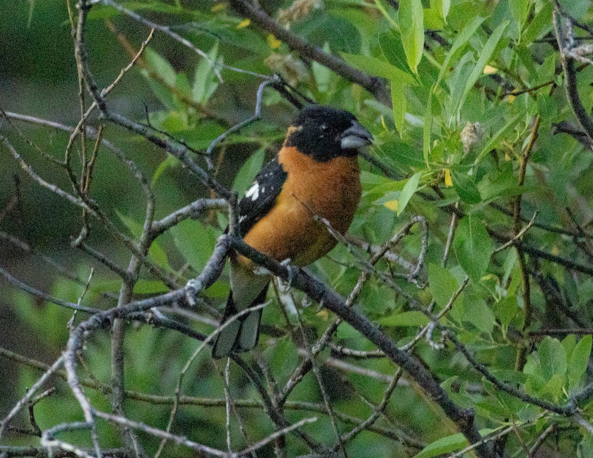 Black-headed Grosbeak - ML638191038