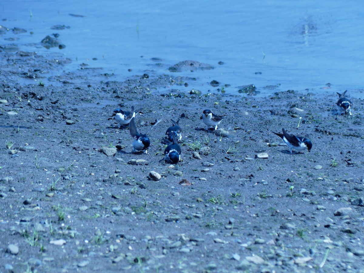 Western House-Martin - ML638191046