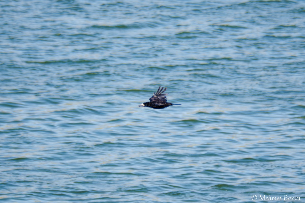 Rook - ML638191067