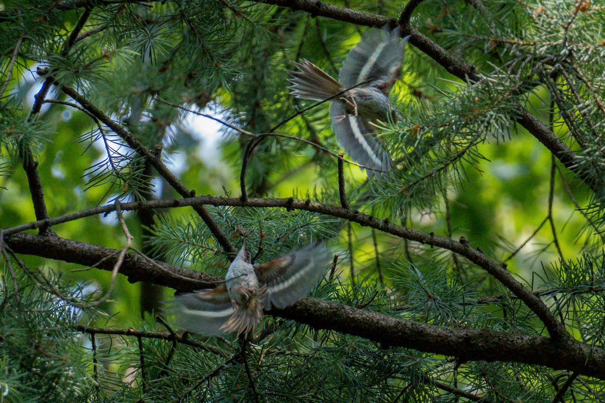 Short-toed Treecreeper - ML638191106
