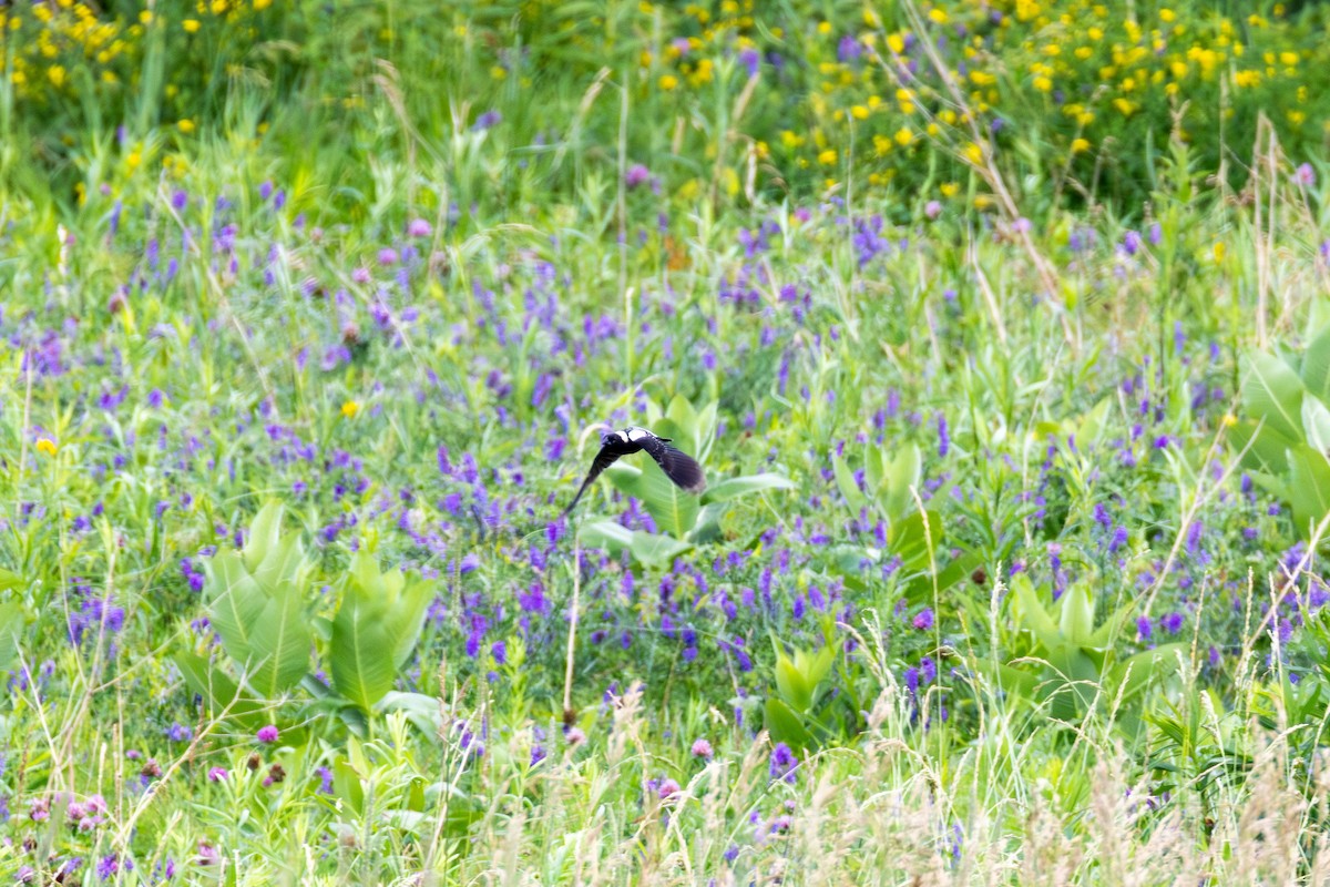 Bobolink - ML638191139