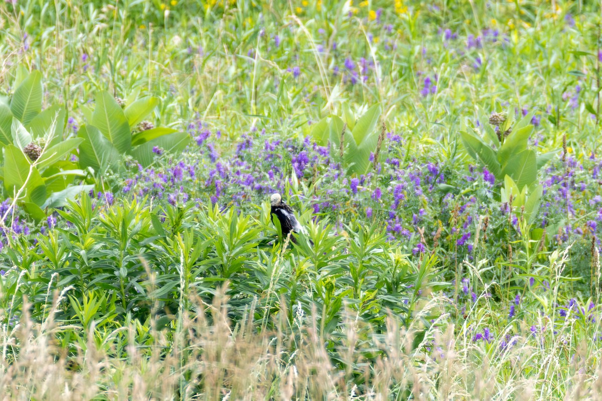 Bobolink - ML638191140