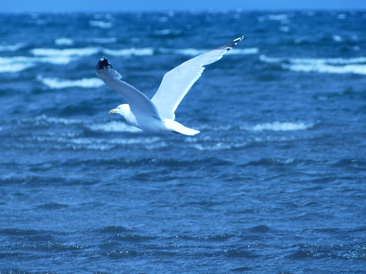 European Herring Gull - ML638191141