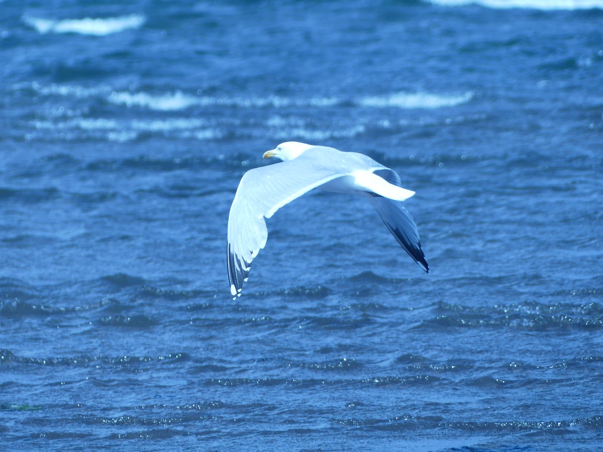 European Herring Gull - ML638191142