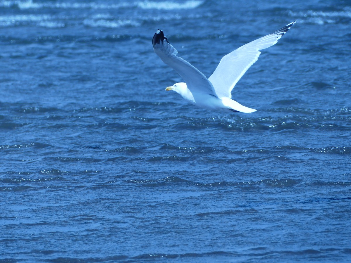 European Herring Gull - ML638191143