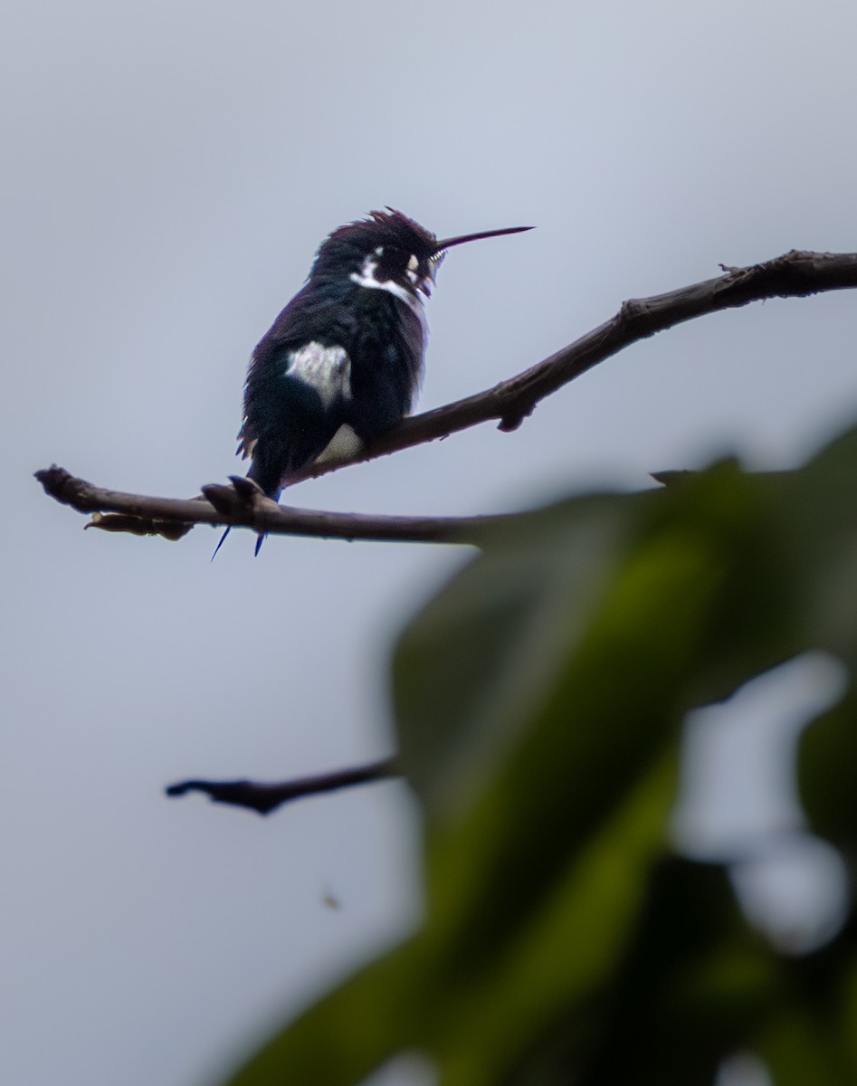 White-bellied Woodstar - ML638191182