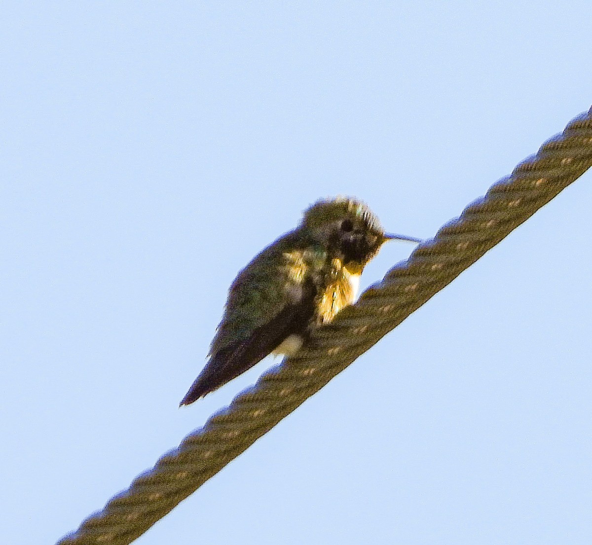 Broad-tailed Hummingbird - ML638191190
