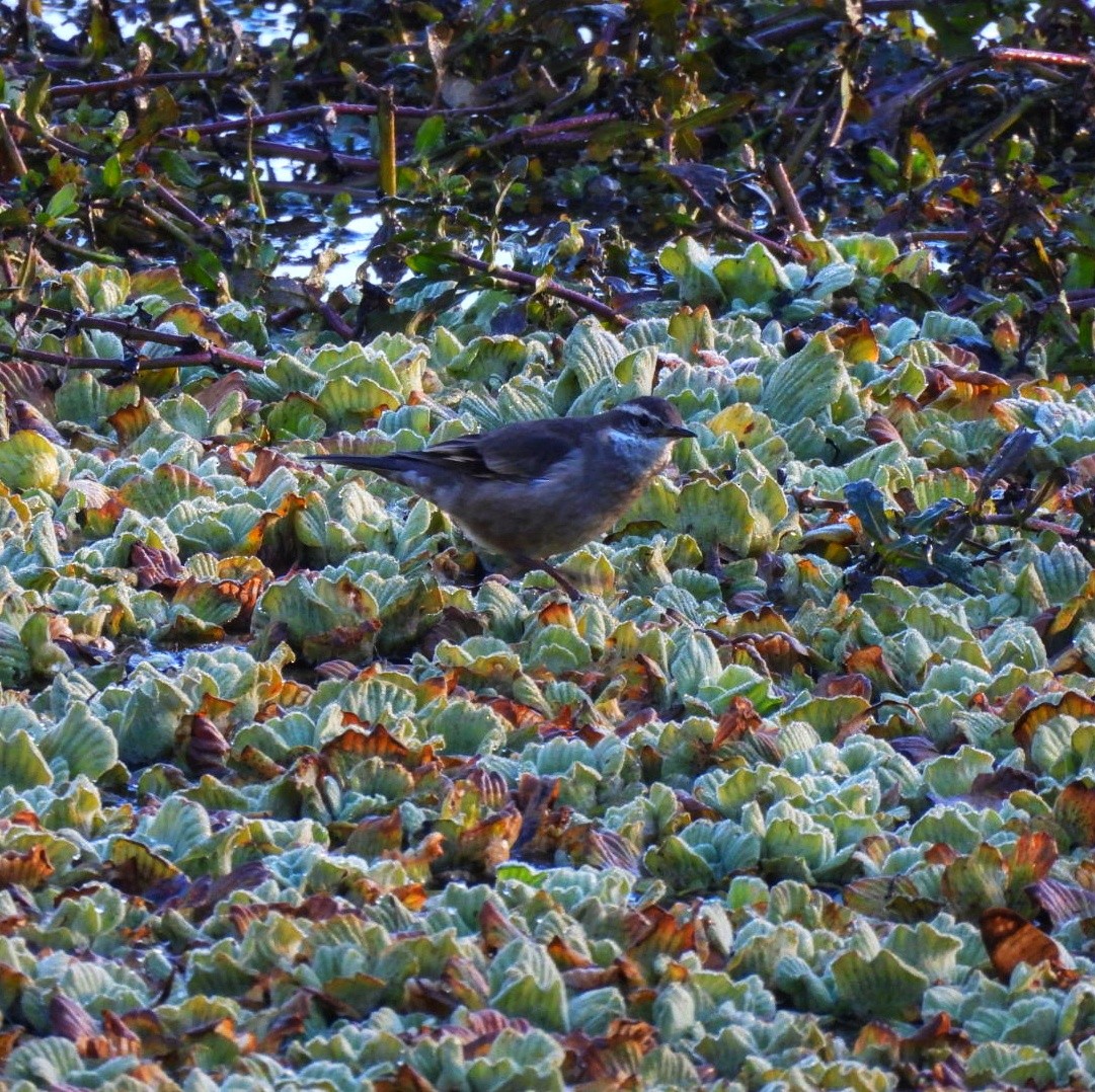 Buff-winged Cinclodes - ML638191198