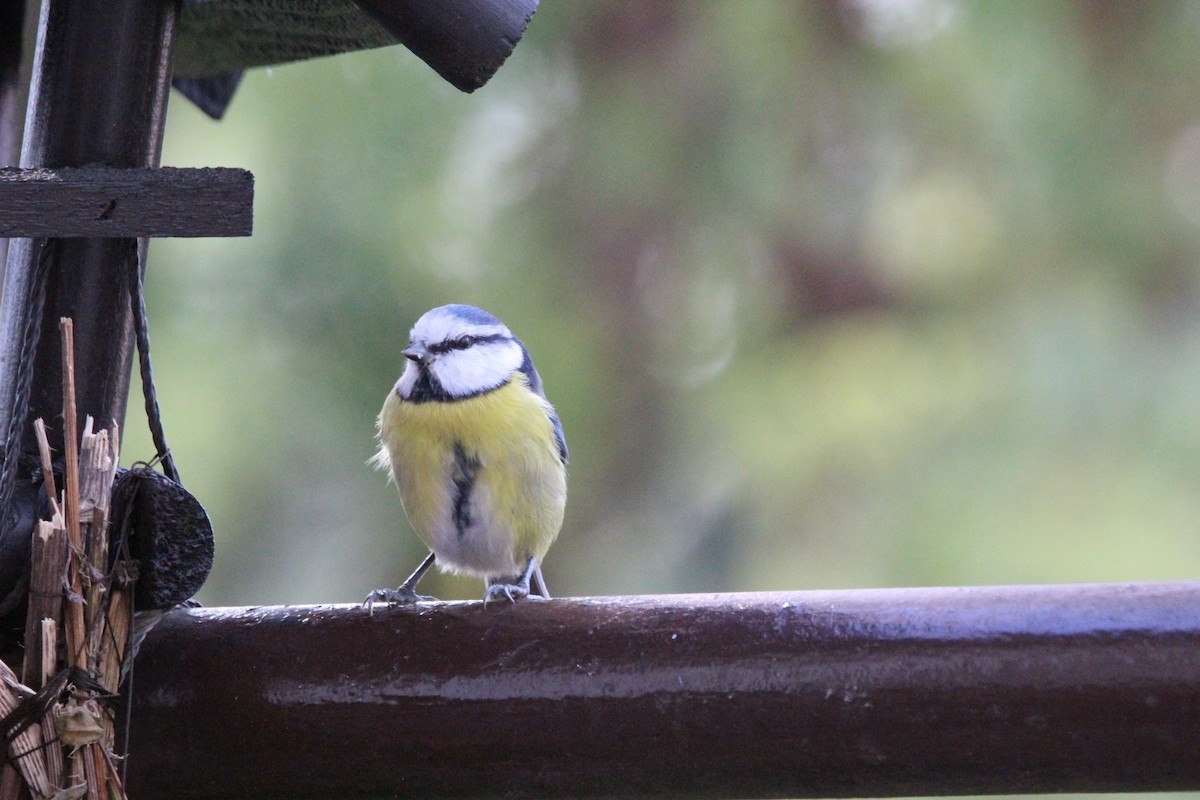 Eurasian Blue Tit - ML638191288