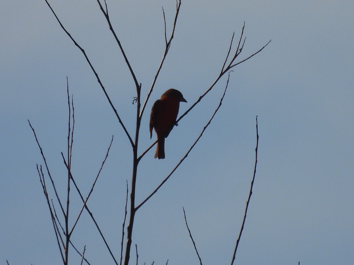 Hepatic Tanager - ML638191335