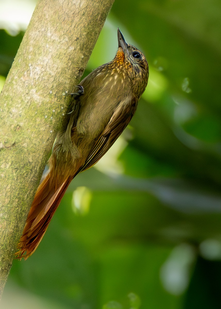 Wedge-billed Woodcreeper (spirurus Group) - ML638191337