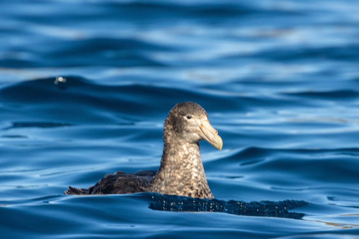 Southern Giant-Petrel - ML638191342