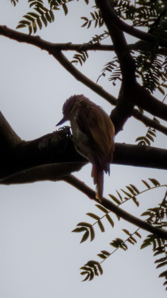 Streaked Xenops - ML638191346