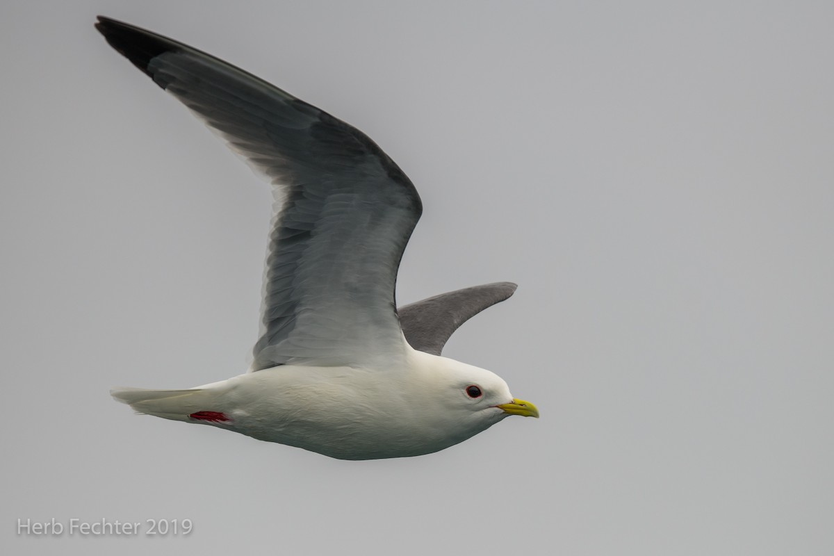 Red-legged Kittiwake - ML638191359