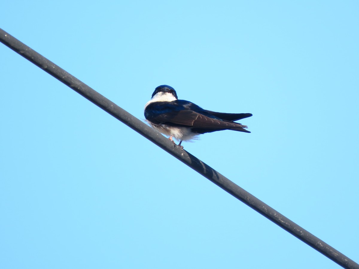 Blue-and-white Swallow - ML638191370
