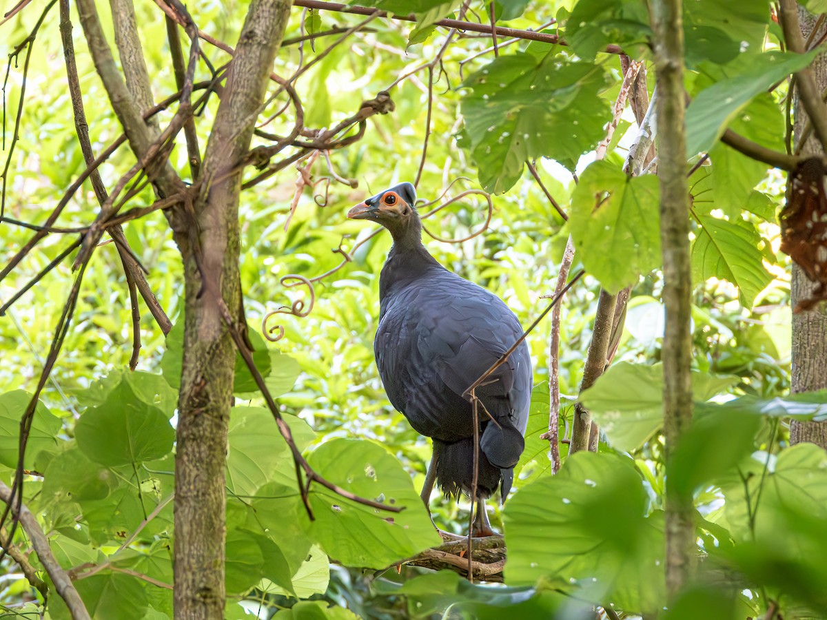 Maleo - ML638191377