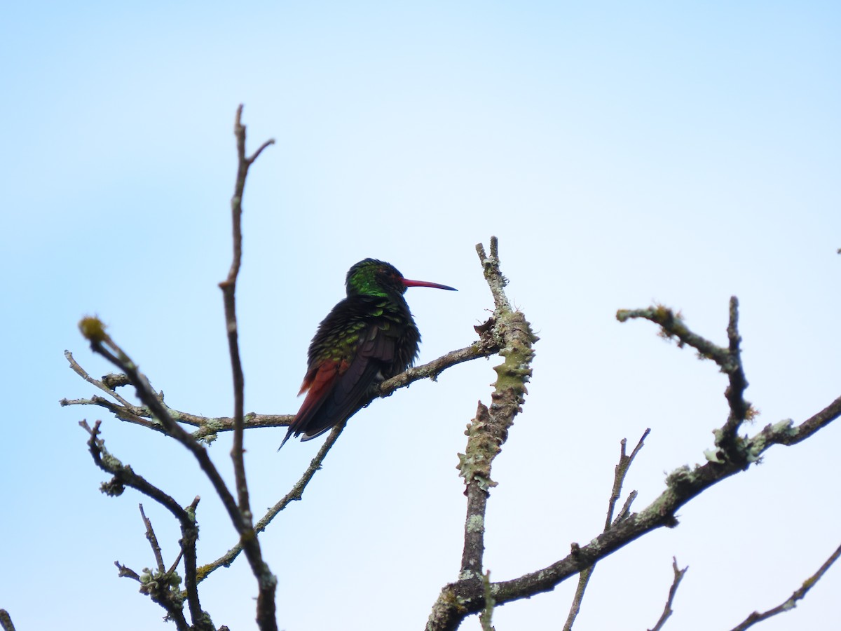 Rufous-tailed Hummingbird - ML638191378