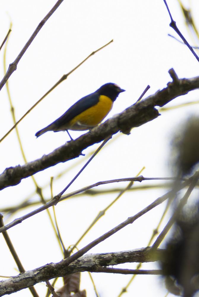 White-vented Euphonia - ML638191379