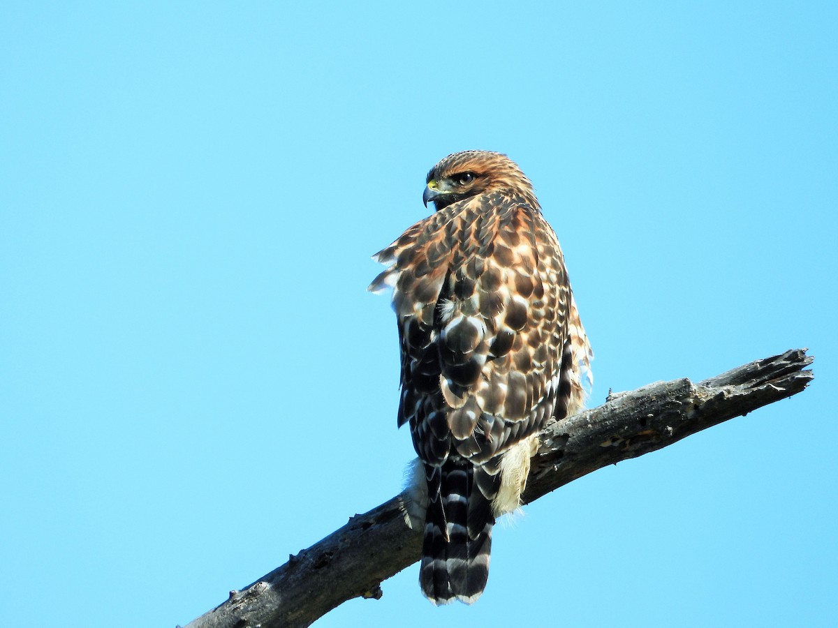Red-shouldered Hawk - ML638191404