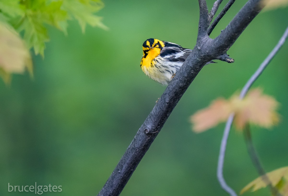 Blackburnian Warbler - ML638191424
